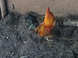 Vand sau schimb cu porumbei iepuri etc  cocosei pitici  - imagine 2