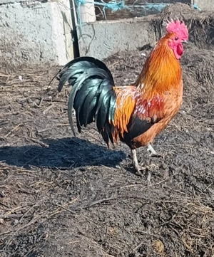 Vand sau schimb cu porumbei iepuri etc  cocosei pitici  - imagine 4