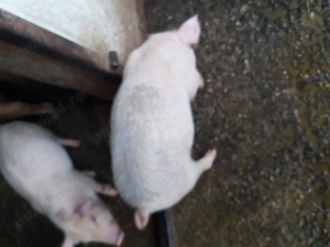 Purcei de vânzare marele alb cu duroc,aprox.20 kg.Pret 500 Ron bucata,ușor negociabil - imagine 4