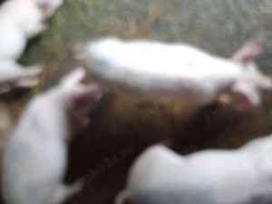 Purcei de vânzare marele alb cu duroc,aprox.20 kg.Pret 500 Ron bucata,ușor negociabil - imagine 2