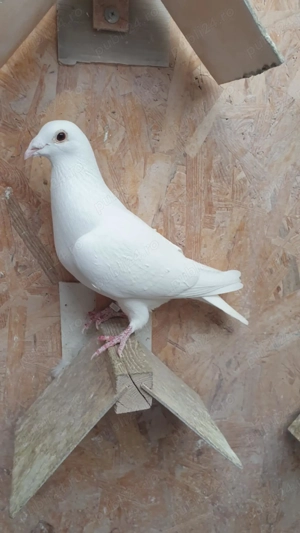 Ocazie! Vand 2 femele voiajor albe sport, sanatoase, 2022 stare impecabila! - imagine 2