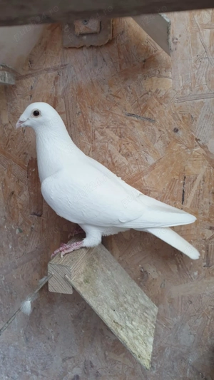 Ocazie! Vand 2 femele voiajor albe sport, sanatoase, stare impecabila!