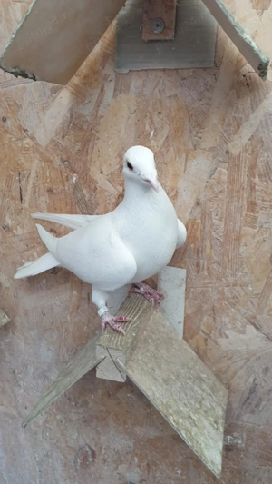 Ocazie! Vand 2 femele voiajor albe sport, sanatoase, 2022 stare impecabila! - imagine 3