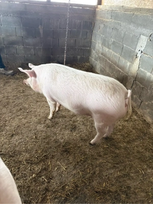 purcea de vanzare  - imagine 3