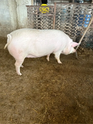 purcea de vanzare  - imagine 4