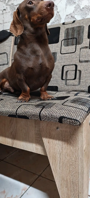 Mascul Teckel Ciocolatiu Pitic  - imagine 5