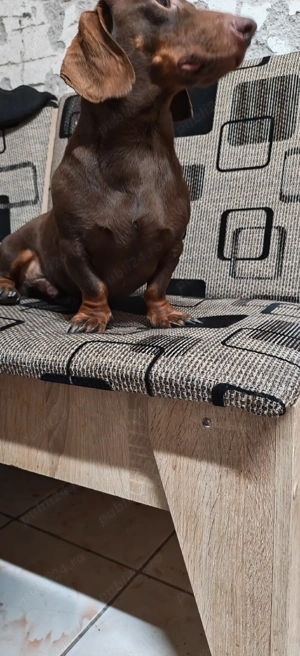 Mascul Teckel Ciocolatiu Pitic  - imagine 4