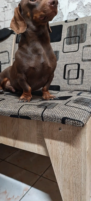 Mascul Teckel Ciocolatiu Pitic  - imagine 2