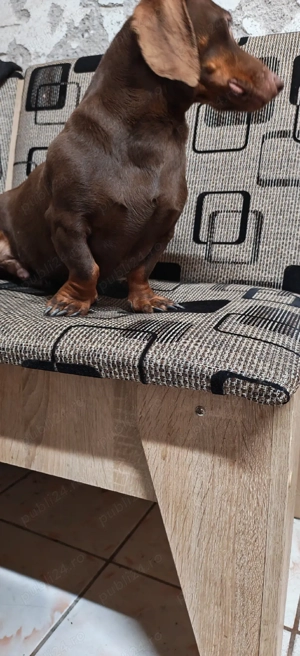 Mascul Teckel Ciocolatiu Pitic  - imagine 3