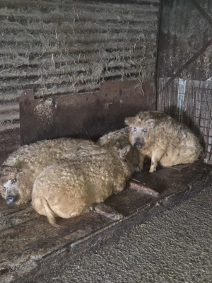 Vand scrofite mangalita - imagine 5