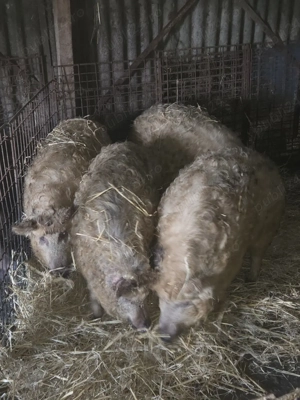 Vand scrofite mangalita - imagine 2