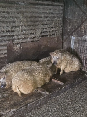 Vand scrofite mangalita - imagine 4