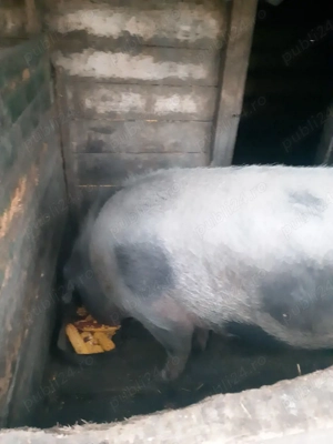 v nd scroaf  - imagine 2