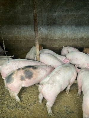 Porci de Carne - imagine 3