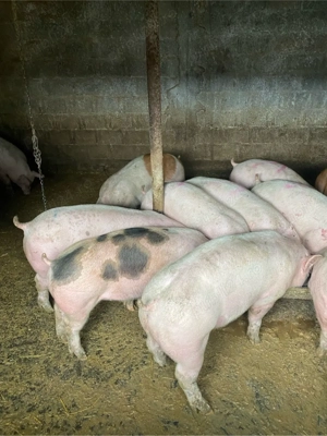 Porci de Carne - imagine 4