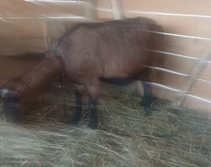 Vând țap alpin francez și o capră !   - imagine 3