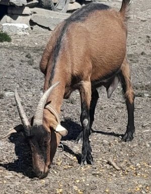 Vând țap alpin francez și o capră !   - imagine 5