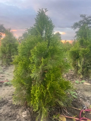 Vand tuia smarangd - imagine 3