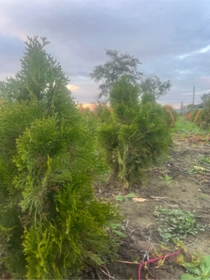 Vand tuia smarangd - imagine 2