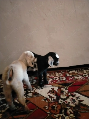 Ieduți AngloNubian de 8 săptămâni. - imagine 2