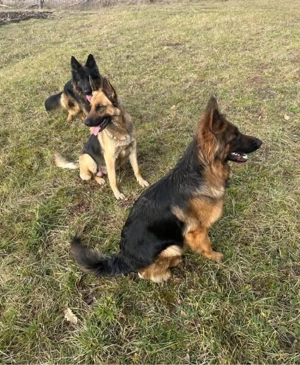 De vânzare - imagine 2