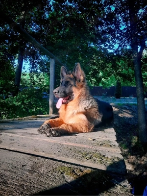 De vânzare - imagine 4