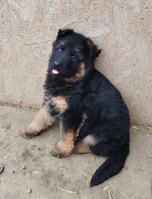 De vânzare - imagine 3