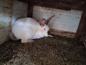 Iepuri maturi de vanzare