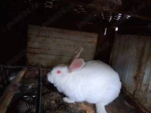 Iepuri maturi de vanzare - imagine 3