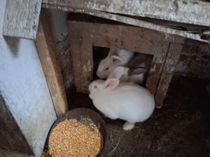 Iepuri maturi de vanzare - imagine 2