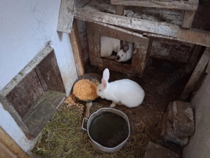 Iepuri maturi de vanzare - imagine 4