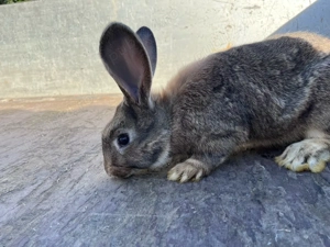 vând Iepuri Urias german si California - imagine 2