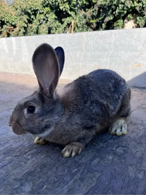 vând Iepuri Urias german si California - imagine 4