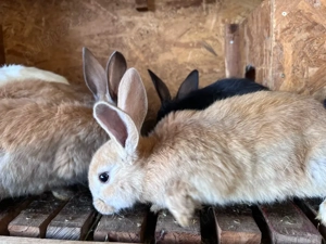 vând Iepuri Urias german si California