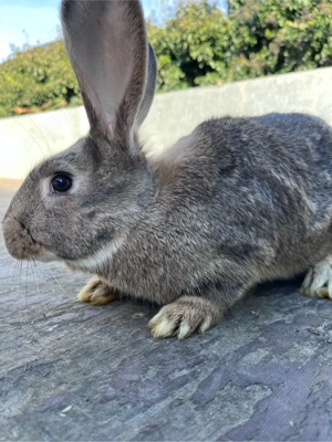 vând Iepuri Urias german si California - imagine 5