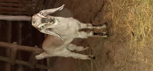 Vînd ied metis anglonubian.