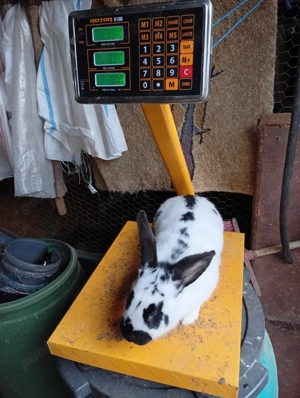 femele de vanzare  - imagine 4