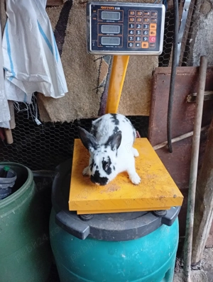 femele de vanzare  - imagine 2