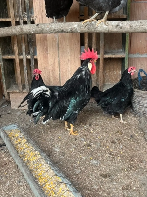 Familie italiene  - imagine 2