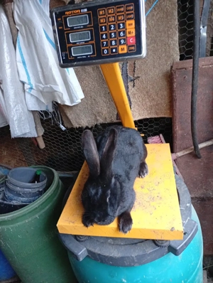 femele de vanzare  - imagine 3