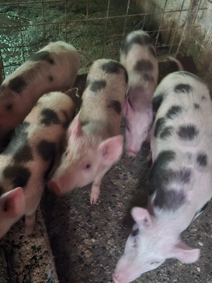 Vând Purcei - imagine 4