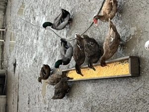 Pereche rațe Rouen  și ouă pentru incubat - imagine 5