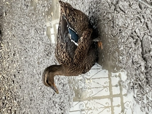 Pereche rațe Rouen  și ouă pentru incubat - imagine 2