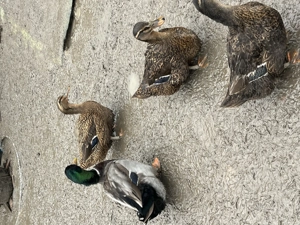 Pereche rațe Rouen  și ouă pentru incubat