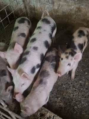 Vând Purcei - imagine 3