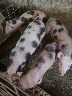 Vând Purcei - imagine 2