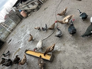 Pereche rațe Rouen  și ouă pentru incubat - imagine 4