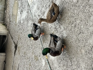 Pereche rațe Rouen  și ouă pentru incubat - imagine 3