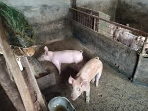 2 suldei masculi castrati an jur de 35 kg