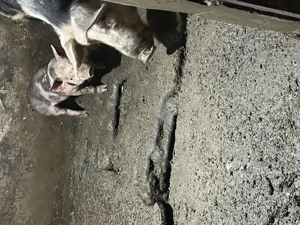 Porci de vannzare 3 luni  - imagine 2